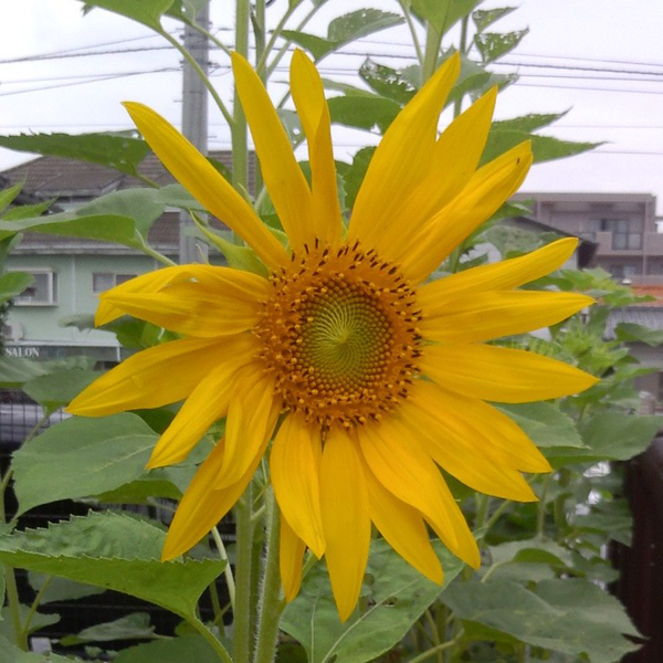 ひまわ🌻