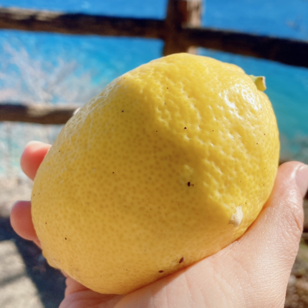 シアレ