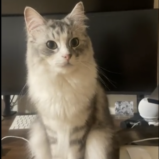 🐱
