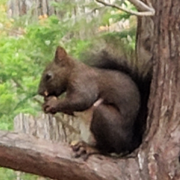 Mia ｼｰｻｰ→ｴｿﾞﾘｽ🐿️