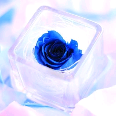 sweet rose