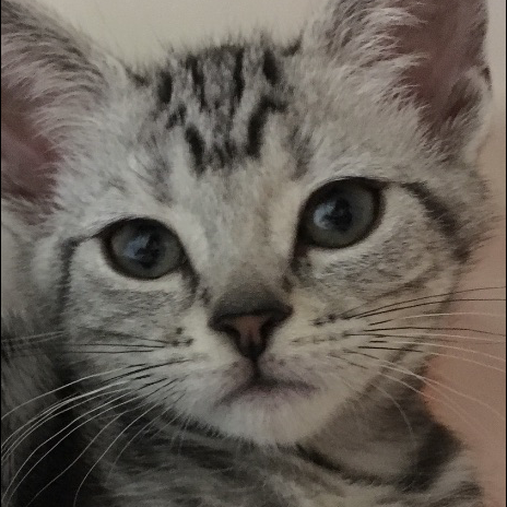 みけ太郎🐱🎀