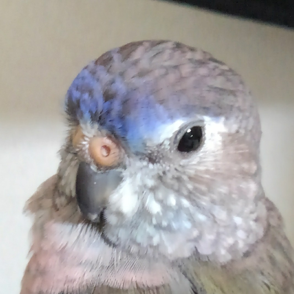 カドミチ