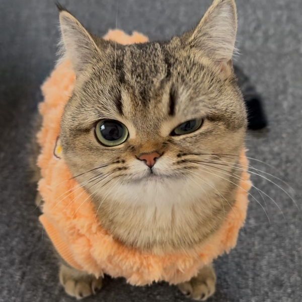 くるトガ