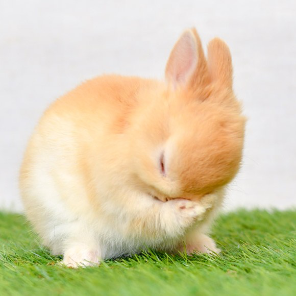 ちゃい