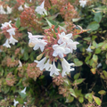 虹