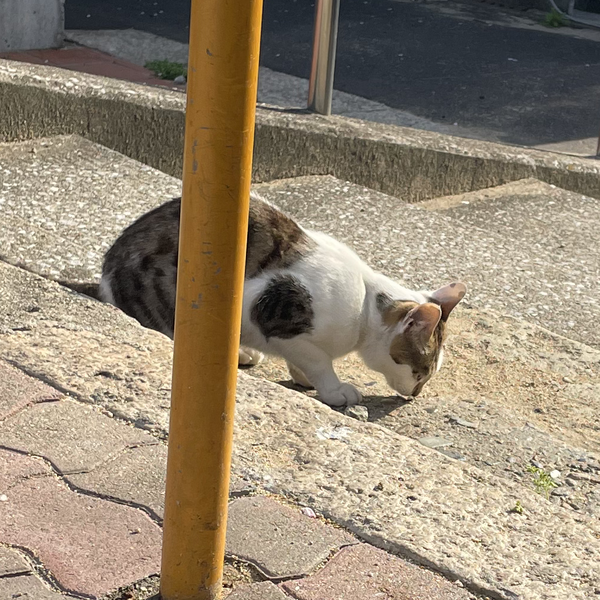ごはた