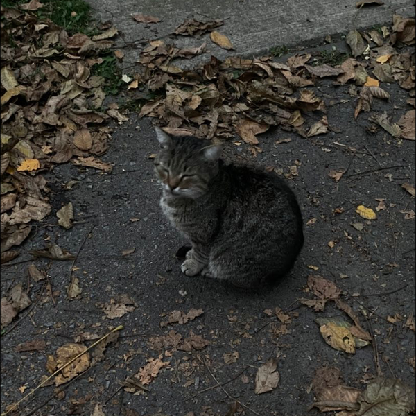 く
