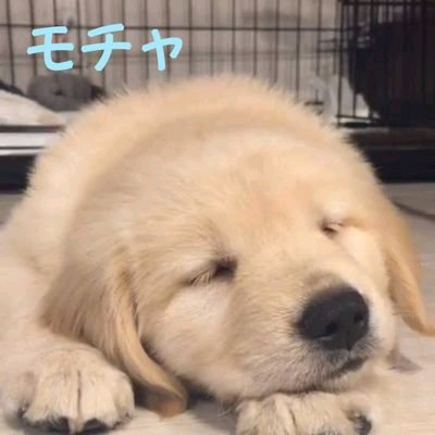 🌷🐝モチャ