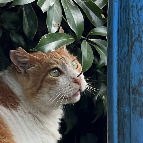 猫