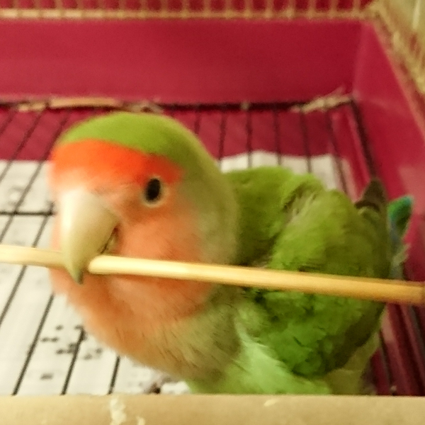 ＊ぴよ＊