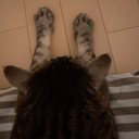 ねこにゃん