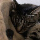 ティム