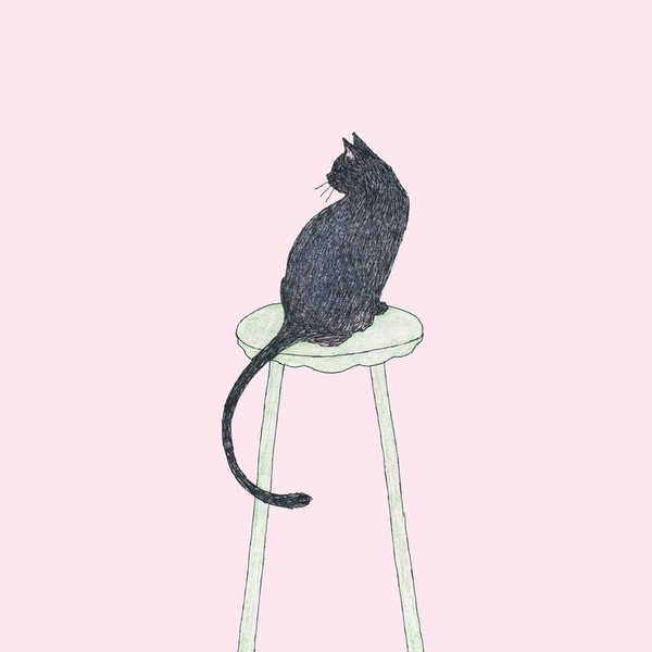 🐈🐾ねこ