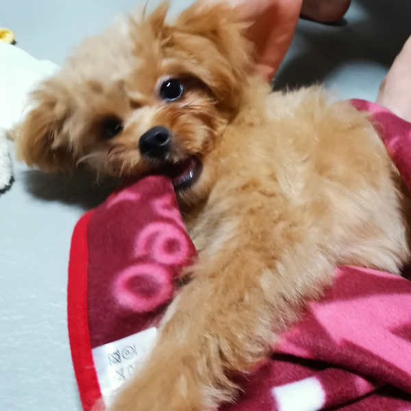 名無しのウルフ