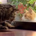 通りすがりの猫