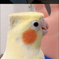 糸