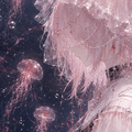orion