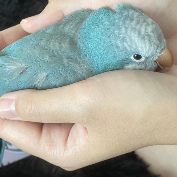 色葉