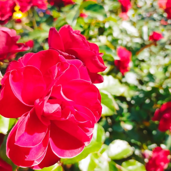 花🌸
