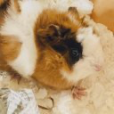 ふぇむと
