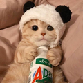 バニラ
