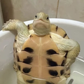 焔は嗤う