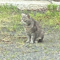 青のすみか