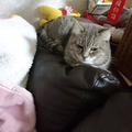 My Heart Will Go On 【伴奏】