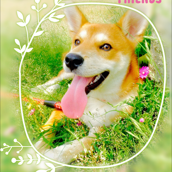 陸兎🐶コメント・返信ちょみっと遅れるでござる