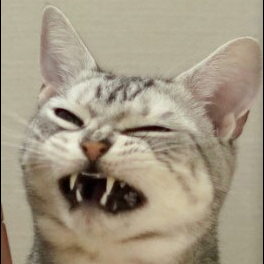 こむぎこ