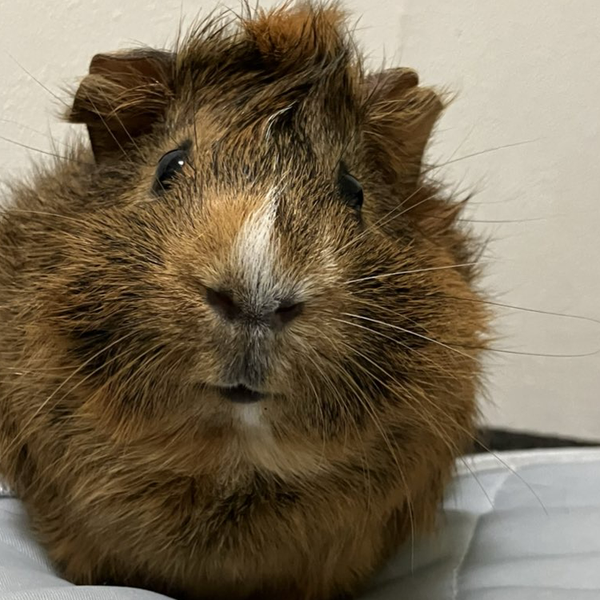 モル🐹