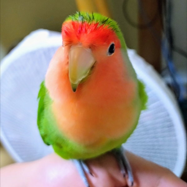 えれっとりちた