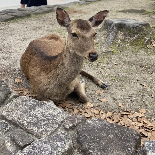 oiya0927