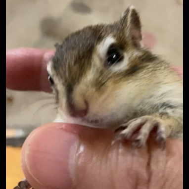 しーくん🐿️コラボリレー募集中🎵アンパンマン・ゴスペルソウルアレンジ🇺🇸〜〜〜☘☘️☘️
