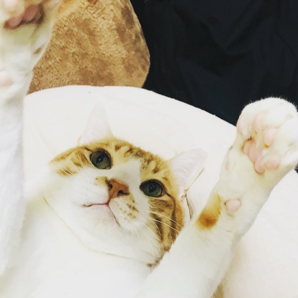 🙀ラミー社長🙀