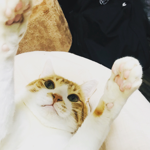 🙀ラミー社長🙀