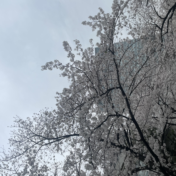 咲