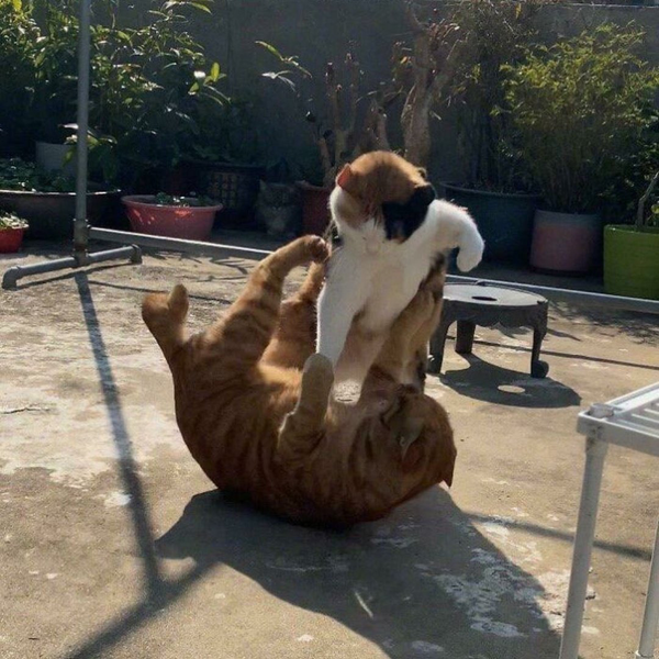崎