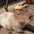 負けないで