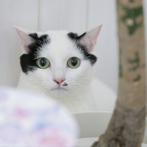 ゆう