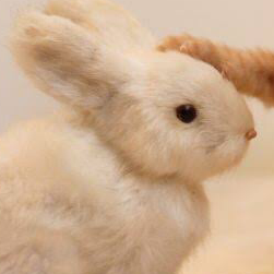 わたくま