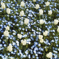 花束を君に