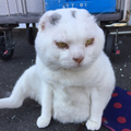 太陽系デスコ コラボ用