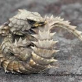 脳漿炸裂ガール1.25倍 コラボ 1発録りチャレンジ