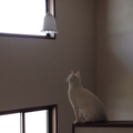 幸せのカテゴリー