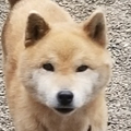 ヨンジュウナナ 男性キー