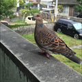 やったぜ。投稿者：変態糞土方