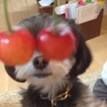 太陽系デスコ