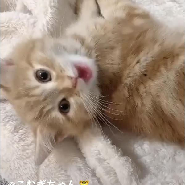 スニット